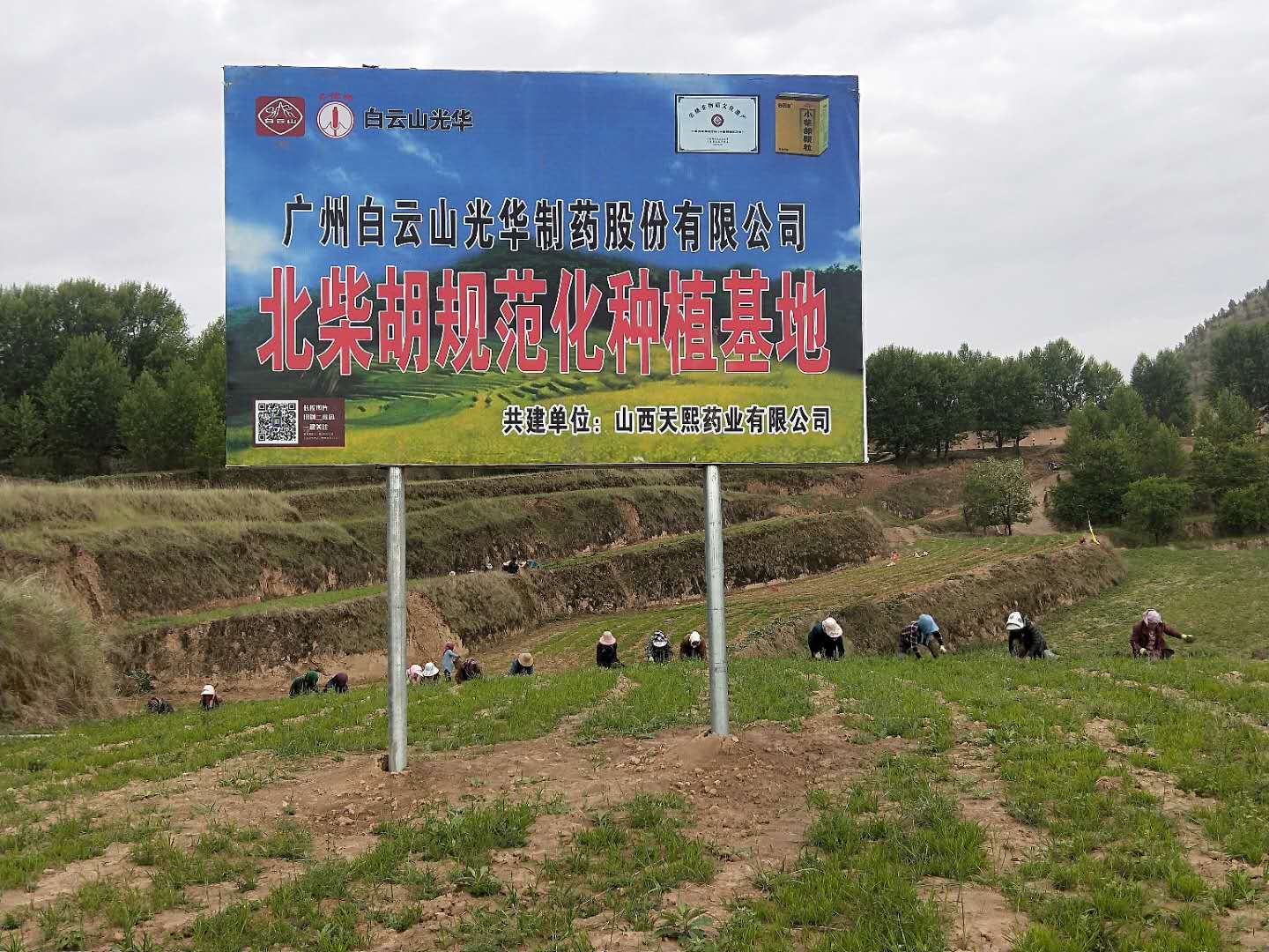 ɽСΪҩĹҵ׼ƶ֢¡ҩ